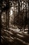 High Contrast Sepia Toned Pine Forest Path