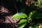 High contrast view of female Sophus Forester butterfly on plant leaf, Angola