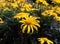 High contrast between yellow flowers and dark background. Meadow and flowerbed.