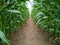 High corn crops on a row