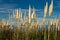 High cortaderia plants rising up in blue sky