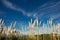 High cortaderia plants rising up in blue sky