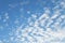 High Cumulus or Altocumulus clouds in deep blue spring sky