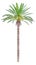 High date palm tree isolated