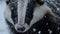 The high definition closeup captures the intricate details of the badgers fur each hair individually coated in a frosty