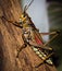 High definition colourful grasshopper stock photo