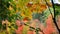 High definition movie of out of focus bokeh maple trees foliage in colorful autumn fall season 1080p