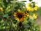 High definition sunflower in private small garden