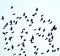 high degree of interaction among flying flock of starlings