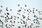 High degree of interaction among flying flock of starlings