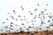 High degree of interaction among flying flock of starlings