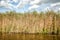 High dense grass in the water against a blue sky