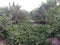 HIGH-DENSITY GUAVA PLANTATION &Intercropping