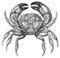 High Detail Crab Engraving