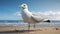 High Detailed 3d Model Photo Of Seagull Walking On Beach