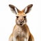 High Detailed Kangaroo Image In Flora Borsi Style