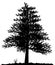 High detailed tree silhouette on white background.