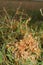 High dodder (Cuscuta campestris)