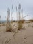 High dry grass grows on abandoned sandy beach, blue sea and sky