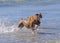 High energy dogs run together out of the ocean at dog beach