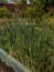 High fennel with an inflorescence in a kitchen garden, fennel, fennel umbrellas, dill paradise