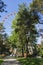 High Ferris wheel in the Park, among the trees. family vacation concept