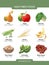 High fiber foods vector infographics