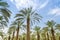 High figs date palm trees in Middle East orchard