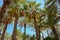 High figs date palm trees in Middle East orchard oasis middle of