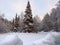 High fir tree in winter forest