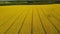 High flight and takeoff above blooming yellow rapeseed field at sunny day, aerial panoramic view