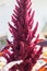 High flowering Amaranthus hypochondriacus, fluffy small flowers of burgundy color