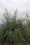 High flowering cereals vna against the background of a gray rainy sky. Green grass.
