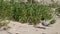 high frame rate clip of a little tern chick being fed a fish