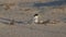 high frame rate clip of little tern chicks returning to a parent