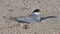 high frame rate clip of a little tern sitting on its nest