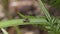 high frame rate clip of a male maratus volans fending off an ant