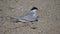 high frame rate close up of a little tern returning to its eggs