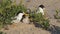 high frame rate front view clip of a little tern chick being fed