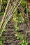 High garden bed with trellis for peas