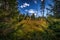 High grass in green autumn forest near stone labyrinth Bledne skaly