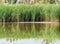 High grass reeds reflecting in the water, in Vacaresti Park Nature Reserve located in Bucharest - Romania