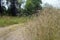 High grass on the side of a dirt road, in the forest.