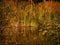 High grasses on the banks of a pond, in the last evening light, the grasses are reflected in the water, in the very blurred