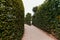 High green bushes walls around the foot path in the park