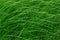 High green grass in a meadow. Close up of fresh grass on the field.