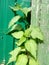 High green nettle plant near the fence