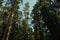 High green pine trees reaching to the sky