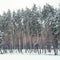 high green pines covered with snow