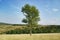High green poplar tree on meadow